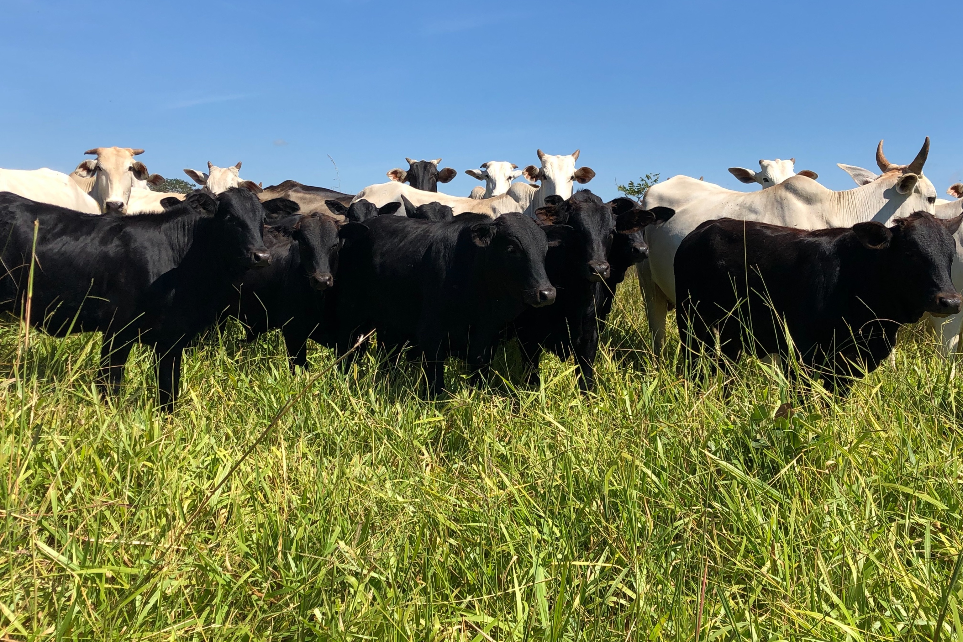 Inseminação Artificial em Tempo Fixo