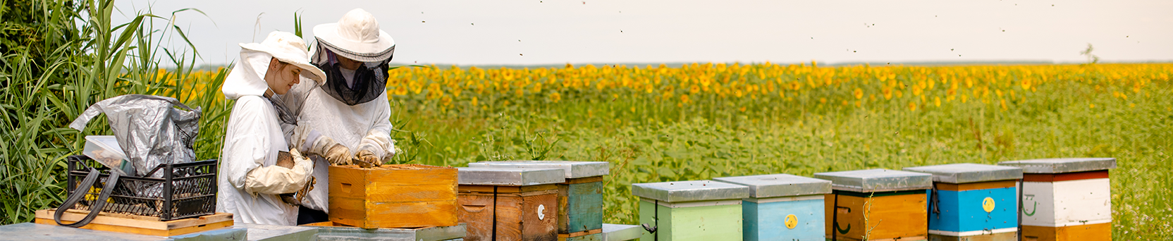Manejo Produtivo na Apicultura