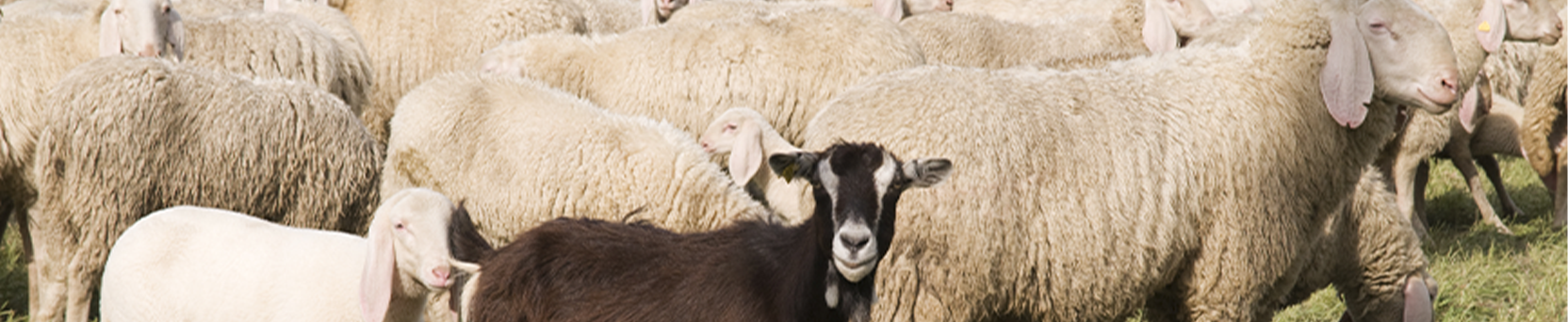 Controle de Verminoses em Ovinos e Caprinos