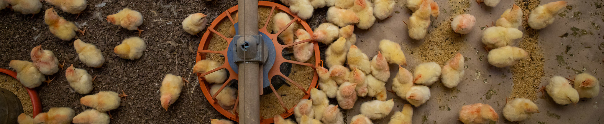 Alternativas Alimentares na Avicultura Caipira