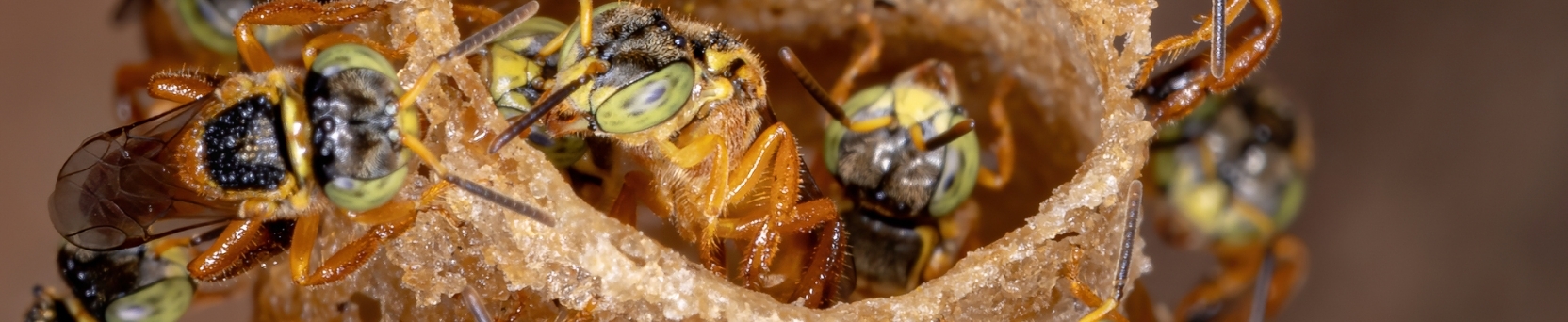 Meliponicultura: criação e manejo de abelhas sem ferrão