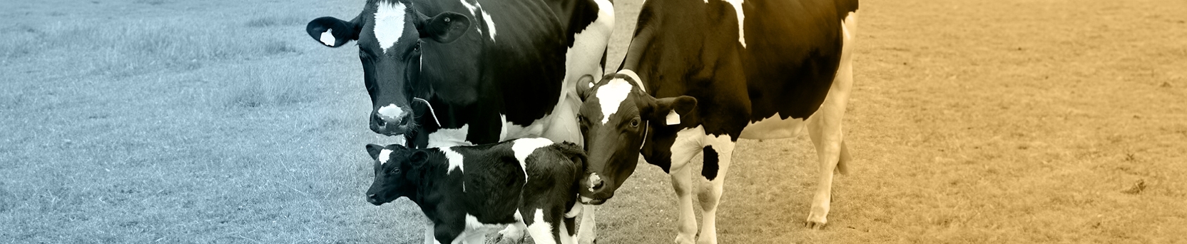 Doenças Reprodutivas em Bovinos