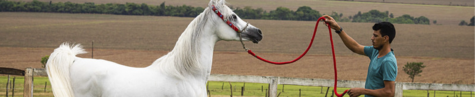 Manejo de Cavalos