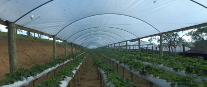 Manejo de adubação em sistemas semi hidropônico